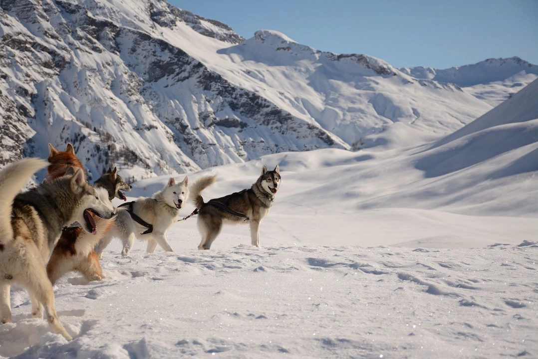 husky sledding in Orcières.webp